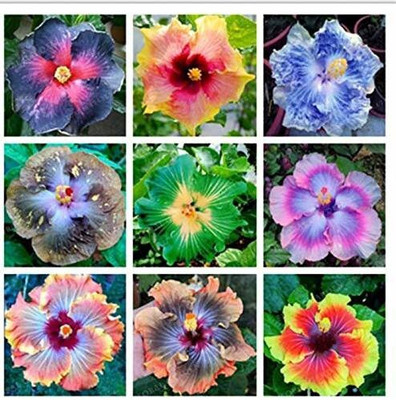 Bakuchi Hibiscus Plant(Hybrid, Pack of 1)