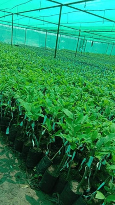 Bakuchi Custard Apple Plant(Hybrid, Pack of 1)