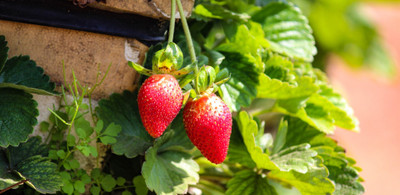 APOSOLUARD Strawberry Plant(Hybrid, Pack of 1)