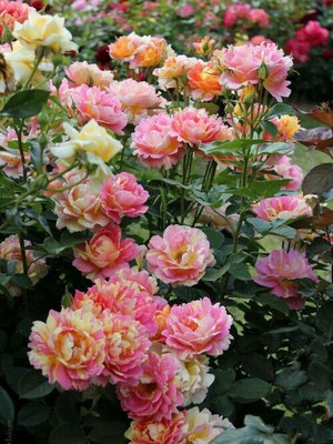greenhousestore Rose Plant(Hybrid, Pack of 1)