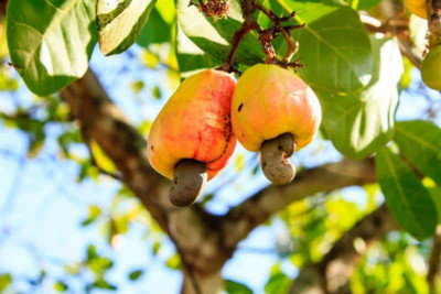 Baishnab Cashew Apple Plant(Hybrid, Pack of 1)