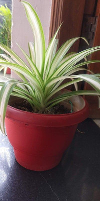 rimi Spider Plant(Hybrid, Pack of 1)
