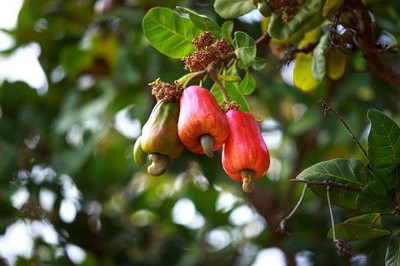 Baishnab Cashew Apple Plant(Hybrid, Pack of 1)