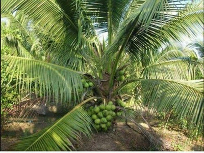 Bakuchi Coconut Plant(Hybrid, Pack of 1)