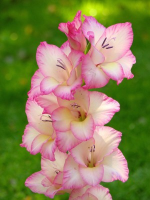 PETALFLEUR Gladiolus/Sword Lily Plant(Hybrid, Pack of 1)