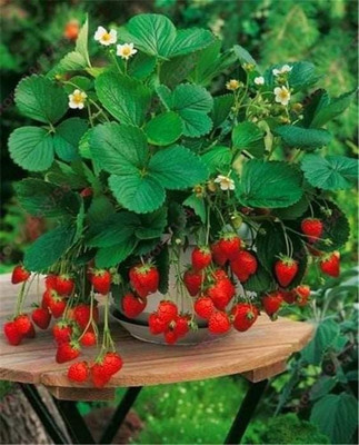 Samarthgreens Strawberry Plant(Hybrid, Pack of 1)