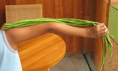 MAMONI TRADERS Yard Long Bean, Barbati, Long Bean Seed(50 per packet)