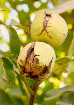 MAITRA AND SONS Walnut Plant(Hybrid, Pack of 1)