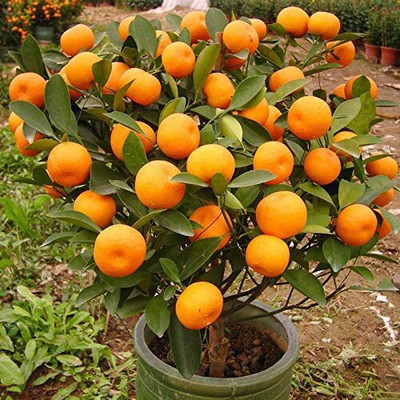 the green dotcom Orange Plant(Hybrid, Pack of 1)