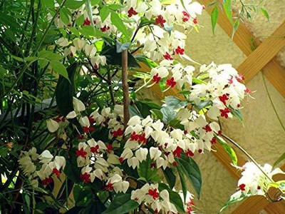 Grinian Madhumalti/Rangoon Creeper(Hybrid, Pack of 1)