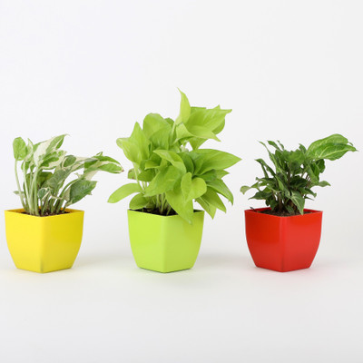 PLaNeTreee Money Plant(Hybrid, Pack of 1)
