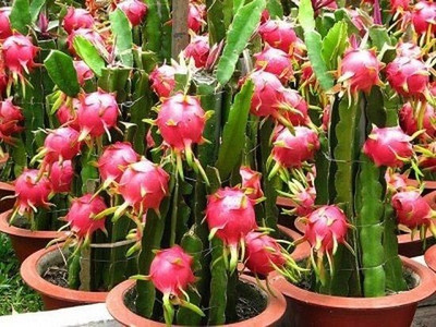 greenhousestore Dragon Tree(Hybrid, Pack of 1)