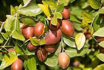 Bakuchi Ber Apple Plant(Hybrid, Pack of 1)