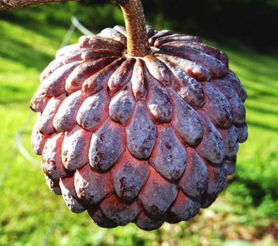 Greenery Nursery Custard Apple Plant(Hybrid, Pack of 1)