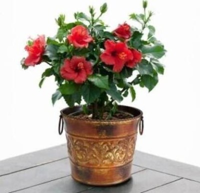 Vijay Sales Hibiscus Plant(Hybrid, Pack of 1)