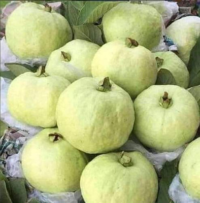 KrishnaNursery Guava Plant(Hybrid, Pack of 1)