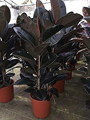MAITRA AND SONS Rubber Tree(Pack of 1)