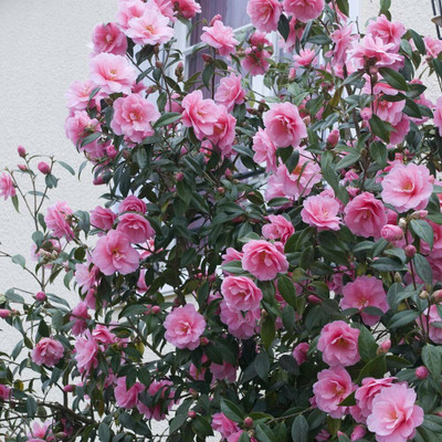 greenhousestore Rose Plant(Hybrid, Pack of 1)