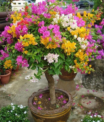 KS TRADERS Baugainvillea Plant(Hybrid, Pack of 1)