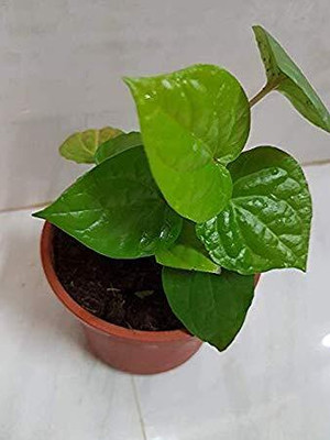 SBGARDEN Betel Leaf Plant(Hybrid, Pack of 1)