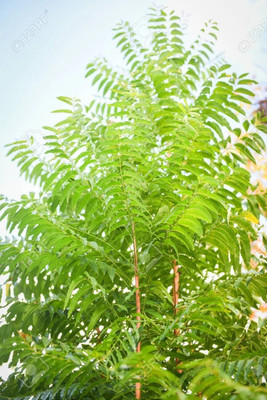 SKDIPAK Neem Plant(Hybrid, Pack of 1)