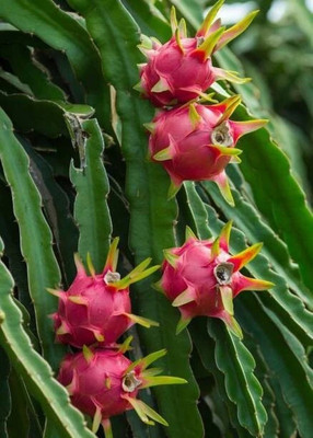 Bakuchi Dragon Tree(Hybrid, Pack of 1)
