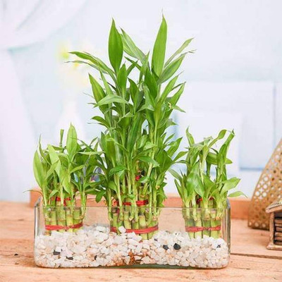 PETALFLEUR Two Layer Bamboo Plant(Hybrid, Pack of 1)
