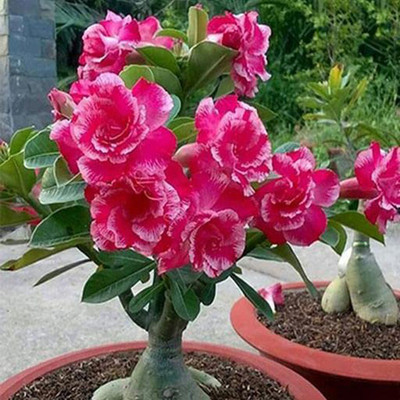NurseryFriends Adenium Plant(Hybrid, Pack of 1)