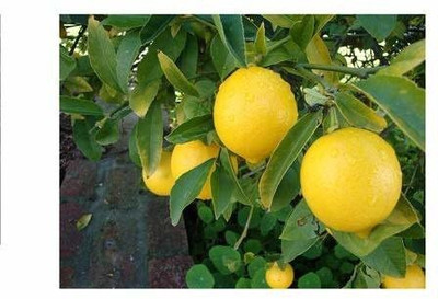 Bhusshan Lemon Plant(Hybrid, Pack of 1)