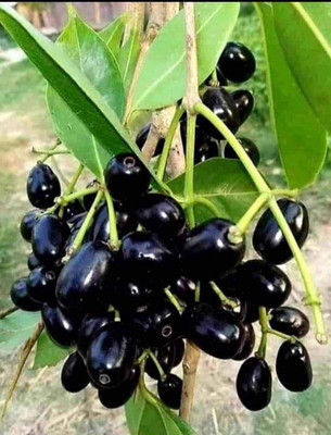 Cloud Farm Jamun Plant(Hybrid, Pack of 1)