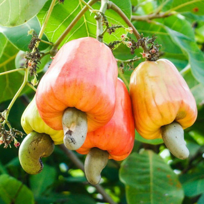 Baishnab Cashew Apple Plant(Hybrid, Pack of 1)