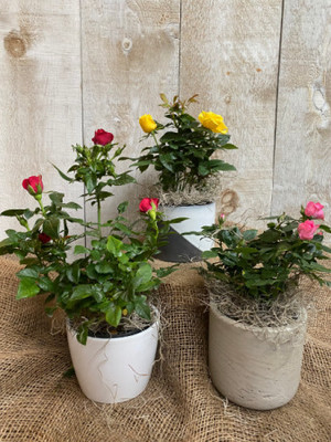 PB honey priya plant Rose Plant(Hybrid, Pack of 1)