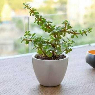 rimi Jade Plant(Hybrid, Pack of 1)