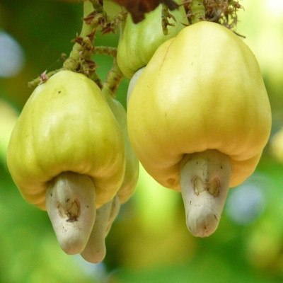 Baishnab Cashew Apple Plant(Hybrid, Pack of 1)