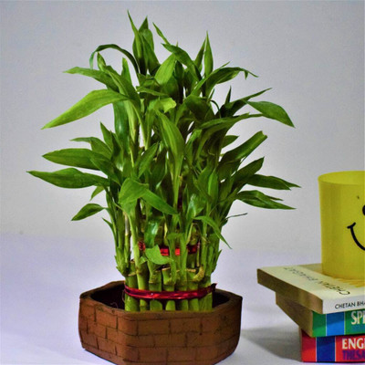 AGRAWBIC Two Layer Bamboo Plant(Hybrid, Pack of 1)