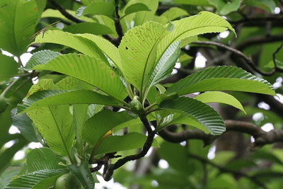 the green dotcom Elephant Apple Plant(Hybrid, Pack of 1)