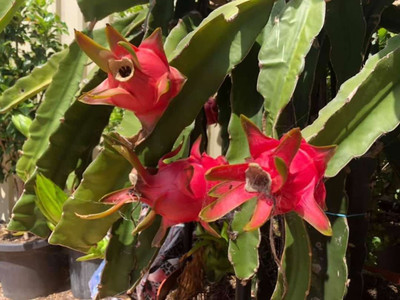 Bakuchi Dragon Tree(Hybrid, Pack of 1)