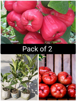 Platone Jamun Plant(Hybrid, Pack of 2)