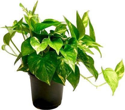 Oxygreenplant Money Plant(Hybrid, Pack of 1)