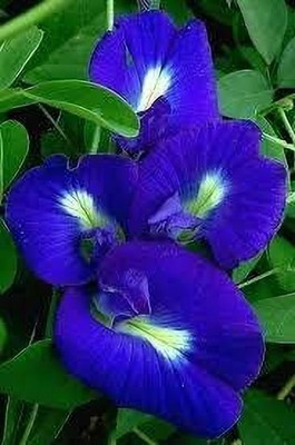 NurseryFriends Aparajita/ Butterfly Pea Plant(Hybrid, Pack of 1)