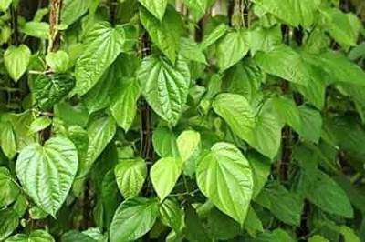 Bakuchi Betel Leaf Plant(Hybrid, Pack of 1)