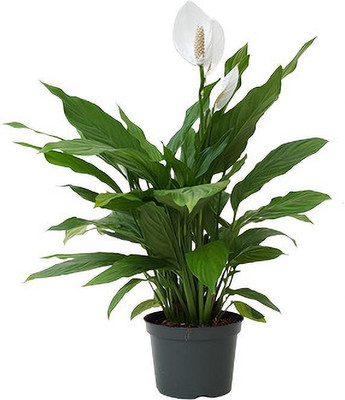 Bakuchi Peace Lily Plant(Hybrid, Pack of 1)