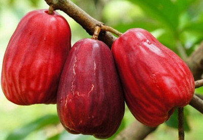 Oxygreenplant Wax Apple White Wax Fruit(Hybrid, Pack of 1)