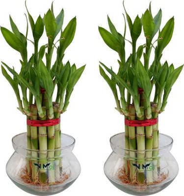 PETALFLEUR Two Layer Bamboo Plant(Hybrid, Pack of 1)