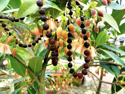 MAMONI TRADERS Rudraksha Plant(Hybrid, Pack of 1)