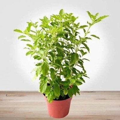 Bakuchi Tulsi Plant(Hybrid, Pack of 1)