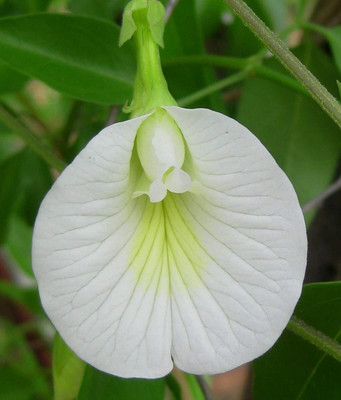 Bakuchi Aparajita/ Butterfly Pea Plant(Hybrid, Pack of 1)