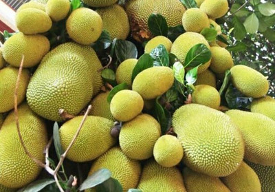 SBGARDEN Jackfruit Plant(Hybrid, Pack of 1)