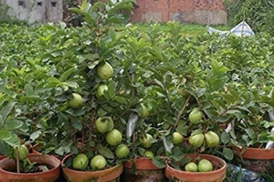 Mohomaya Guava Plant(Hybrid, Pack of 1)