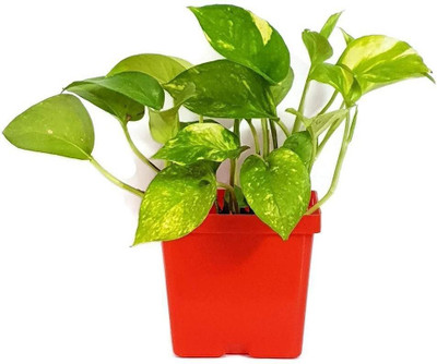 Bakuchi Money Plant(Hybrid, Pack of 1)